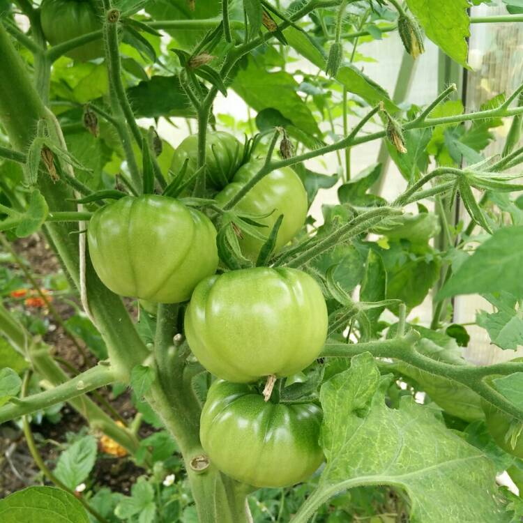 Plant image Solanum lycopersicum 'Black Prince'