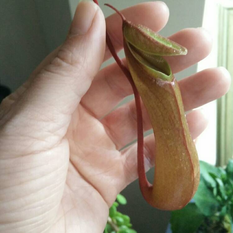 Plant image Nepenthes Alata