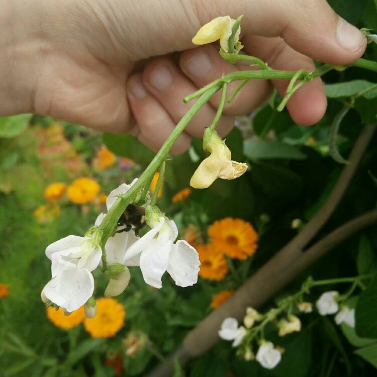 Plant image Phaseolus coccineus 'White Emergo'