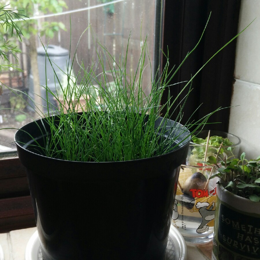 Festuca glauca