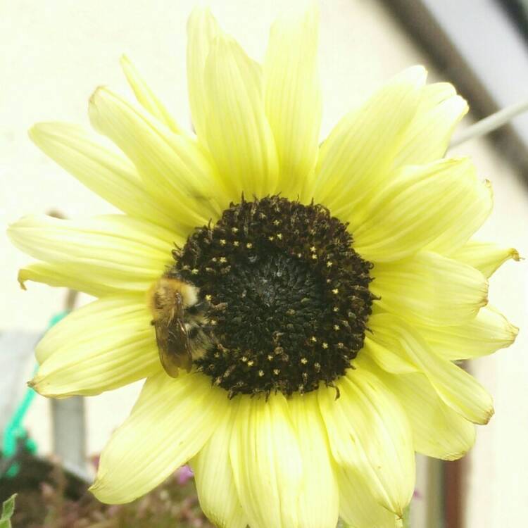 Plant image Helianthus annuus 'Italian White'