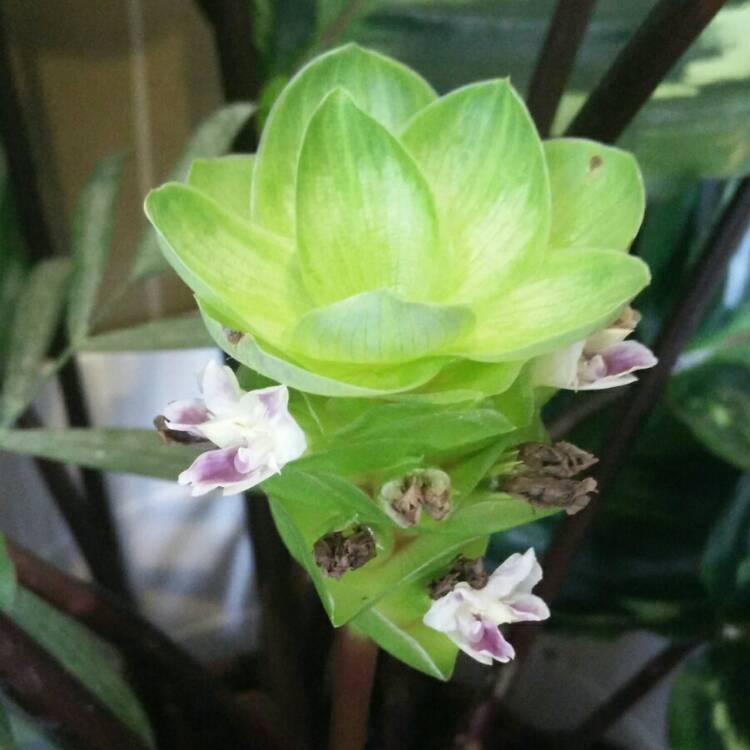 Plant image Calathea roseopicta