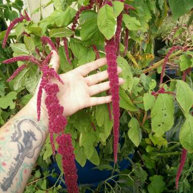 Amaranthus caudatus