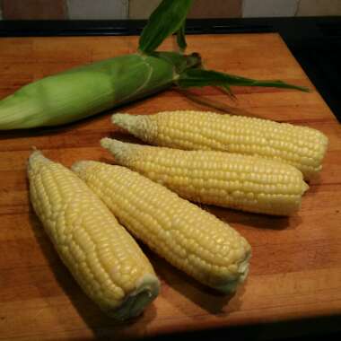 Zea mays var. saccharata 'Incredible' F1