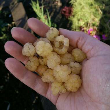 Rubus Idaeus 'Autumn Gold'