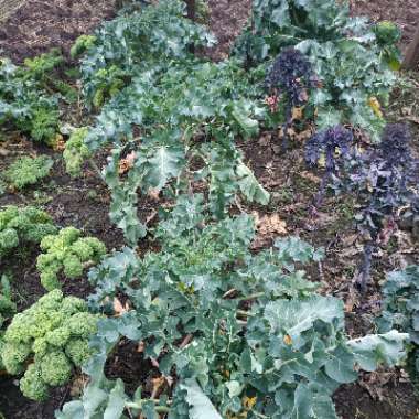 Brassica oleracea (Italica Group) 'Purple Sprouting'