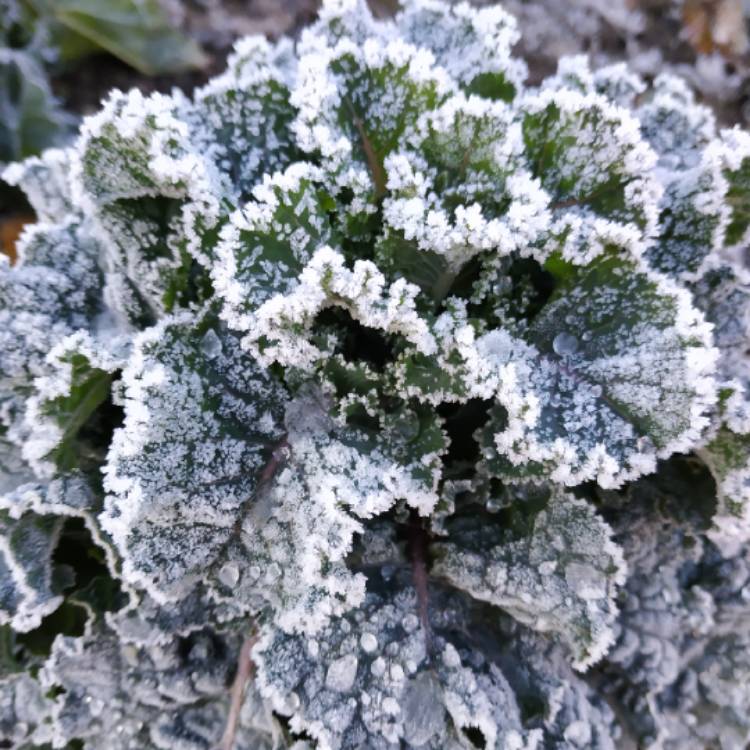 Plant image Brassica oleracea