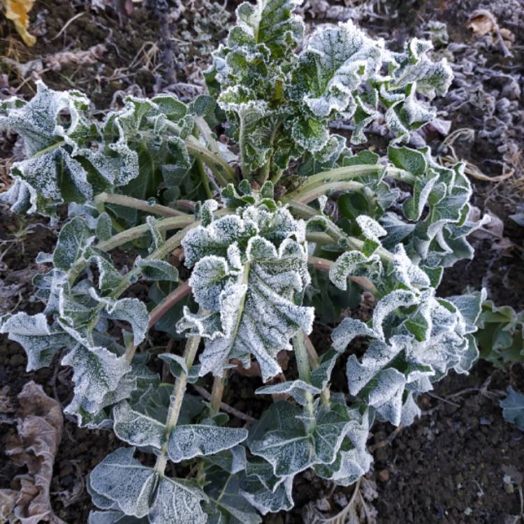 Plant image Brassica oleracea (Italica Group) 'Purple Sprouting'