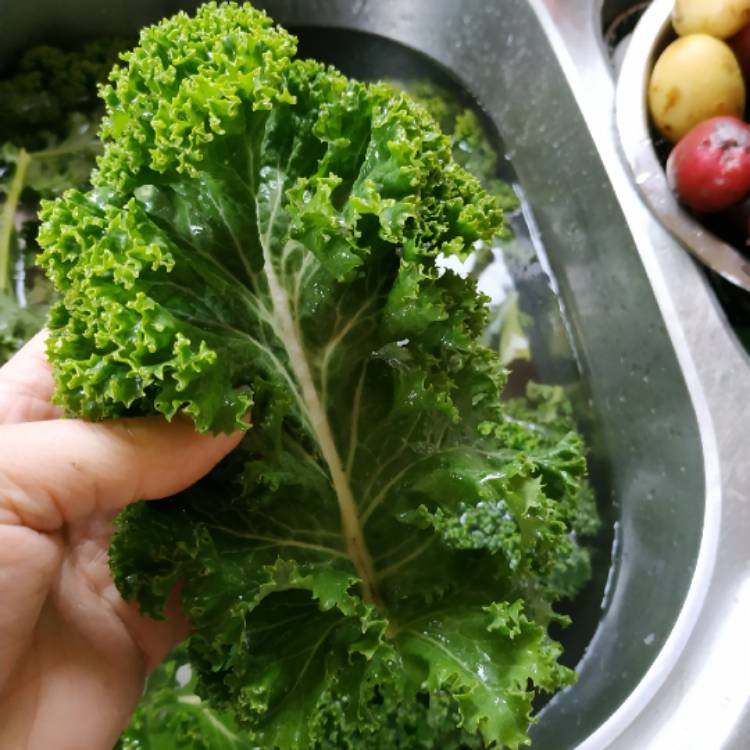 Plant image Brassica oleracea (Acephala Group) 'Dwarf Green Curled'