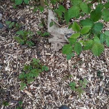 Rubus idaeus 'Glen Ample'