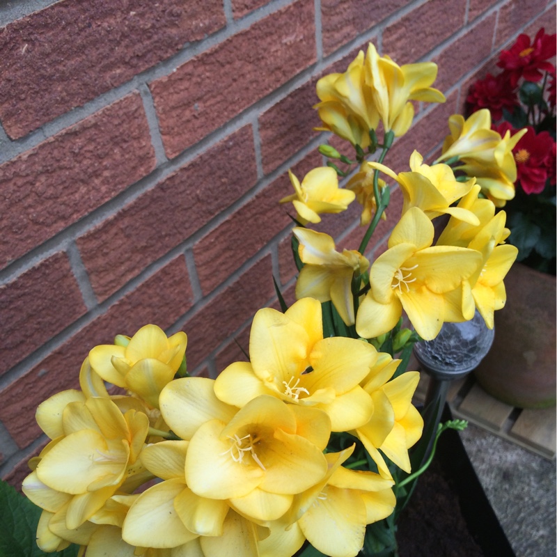 Plant image Fremontodendron 'California Glory'