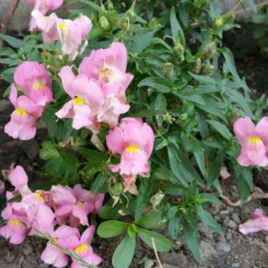 Snapdragon 'Peaches And Cream'