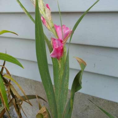 Gladioli (Species) Byzantine Gladiolus