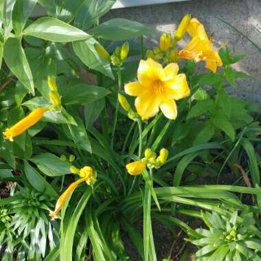 Daylily 'Stella De Oro'