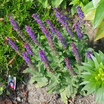 Plant image Salvia x sylvestris 'Blauhugel' syn. Salvia nemorosa 'Blue Mound', Salvia nemorosa 'Blauhugel', Salvia 'Blue Hills'