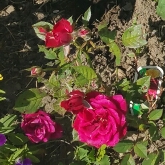 Rose (Miniature)