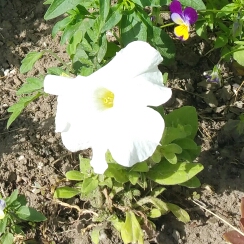 Giant Petunia