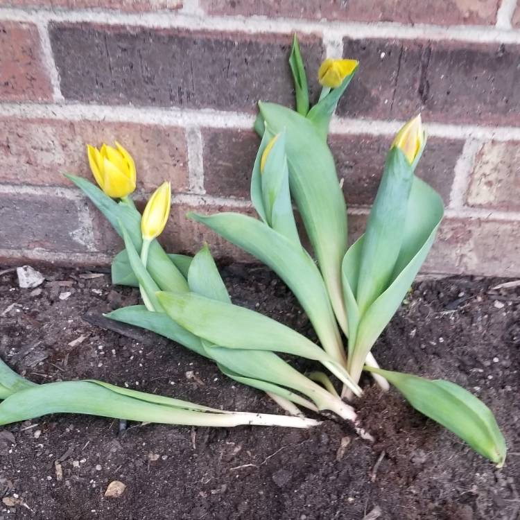 Plant image Tulipa 'Purissima' syn. Tulipa 'White Emperor'