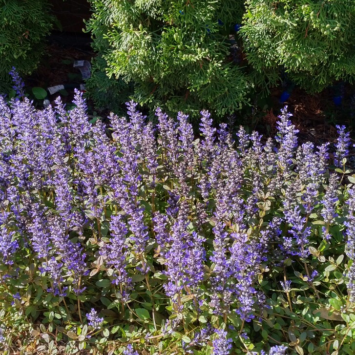 Ajuga reptans