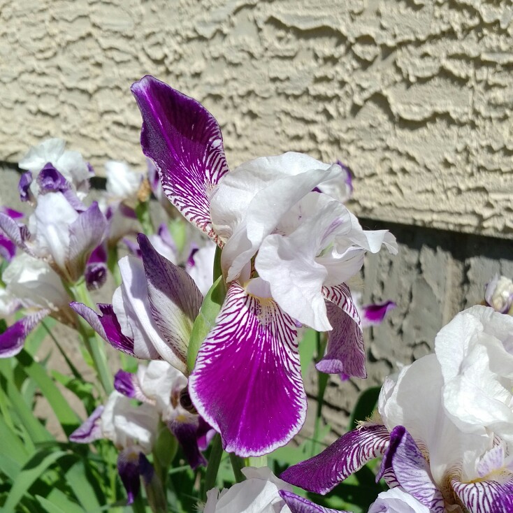 Iris x germanica 'Alcazar'