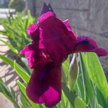 Bearded Iris 'Sable' (Intermediate)