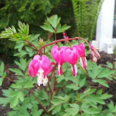 Bleeding Heart 'Valentine'