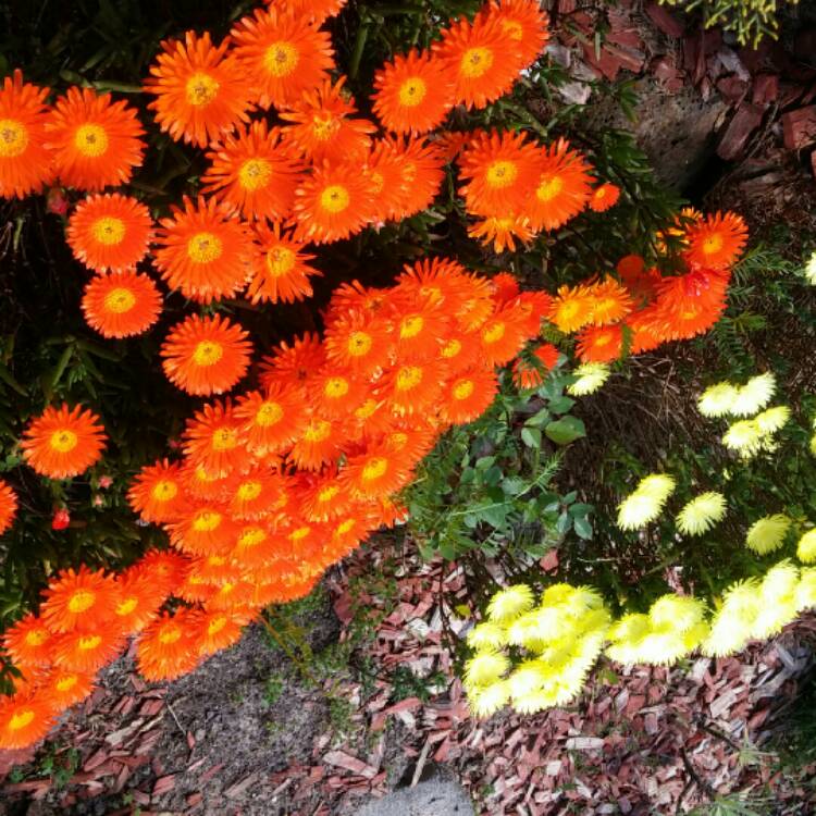 Plant image Mesembryanthemum bellidiformis 'Mauve Pigface' syn. Cleretum cuneifolium;Cleretum limpidum