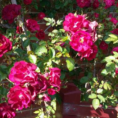 Rosa 'Prose' syn. Rosa 'Burgundy Iceberg', Rosa 'Burgundy Ice'