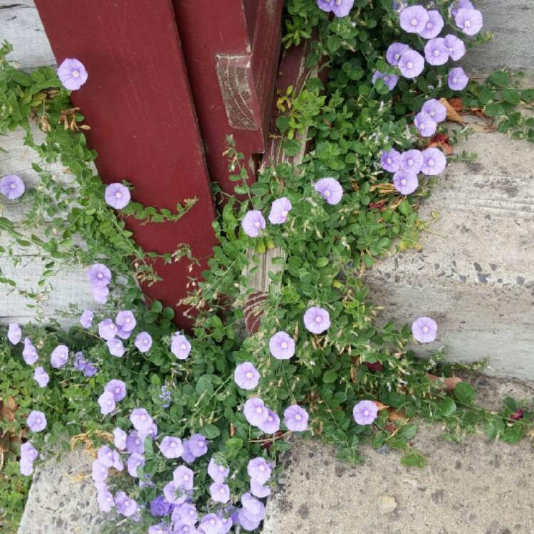 Plant image Convolvulus arvensis