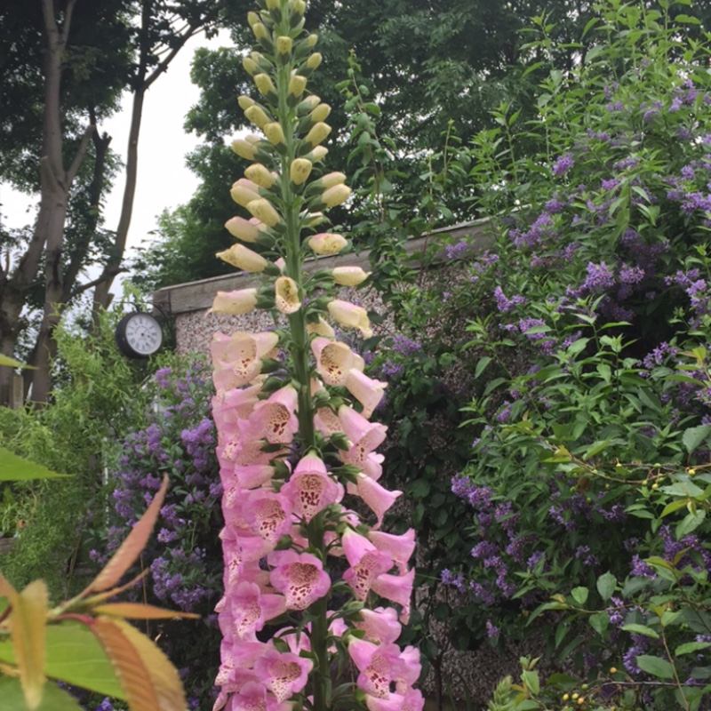 Foxglove