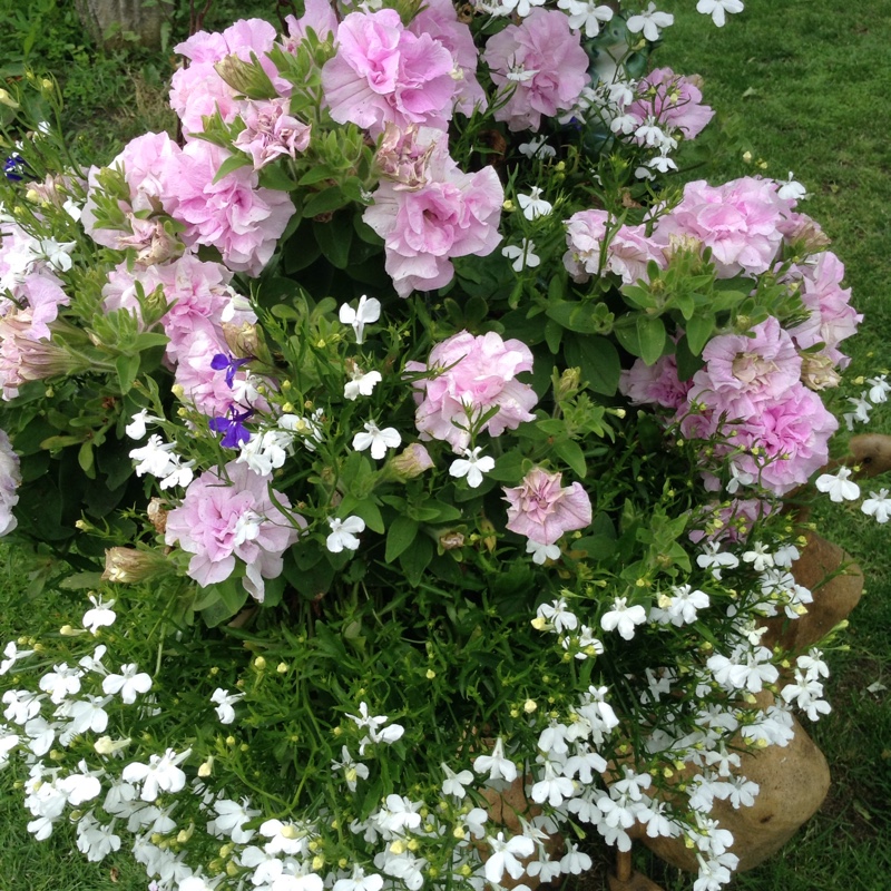 Petunia 'Candyfloss'