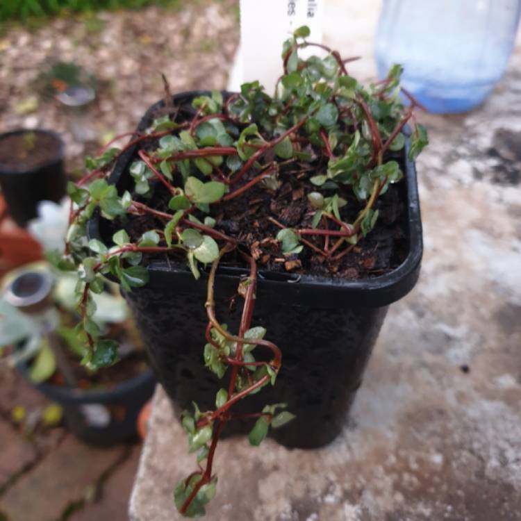 Plant image Pilea glaucophylla