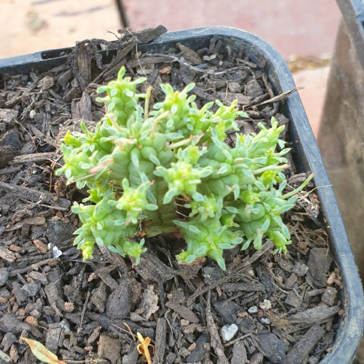 Plant image Euphorbia Mammillaris cv. Minima