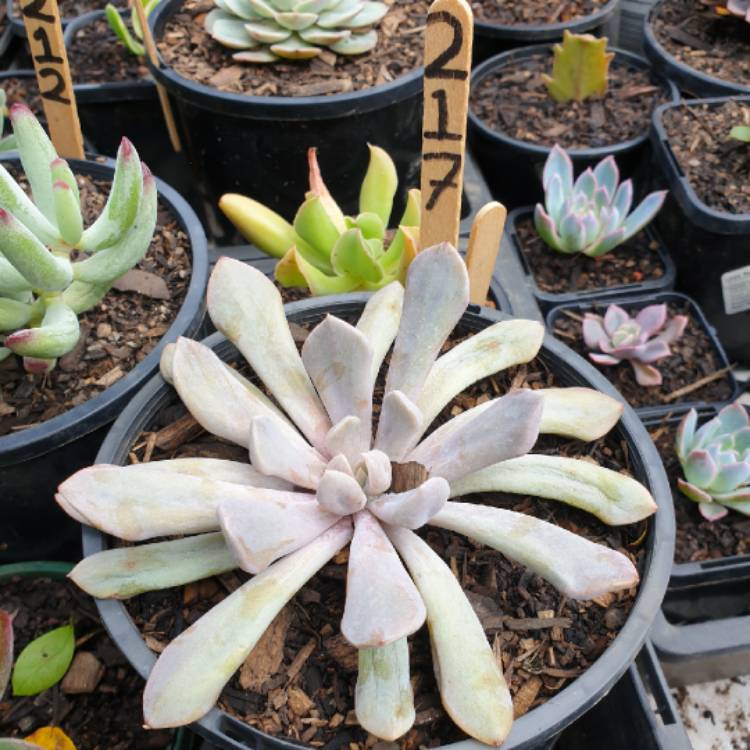 Plant image xGraptoveria Topsy Debbi