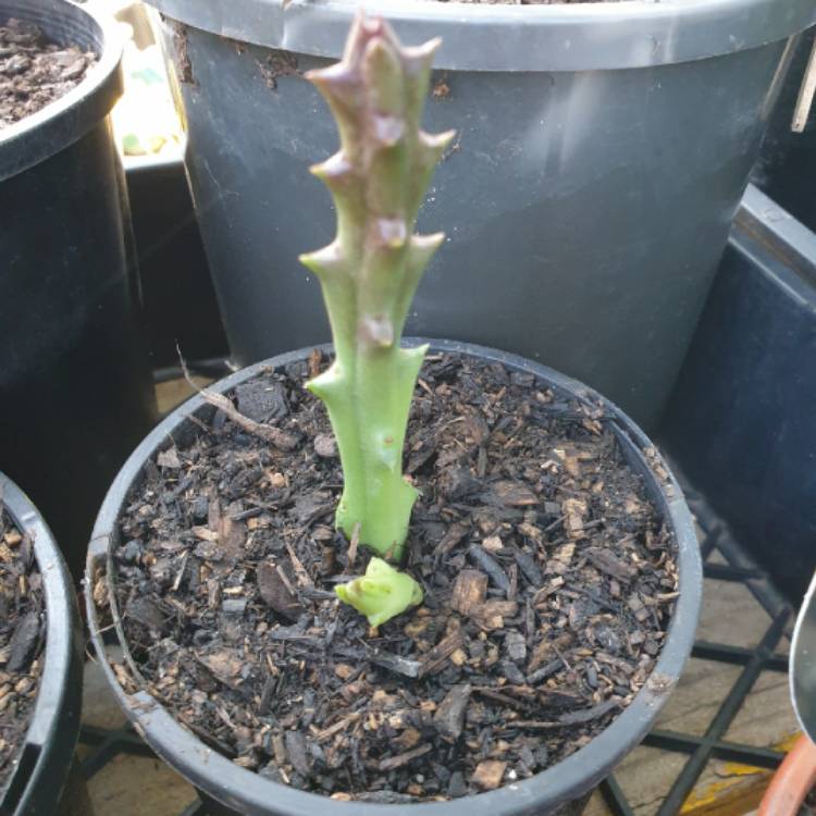 Plant image Huernia keniensis