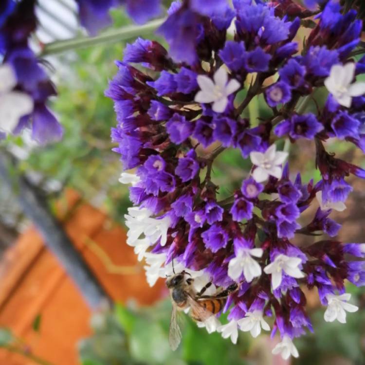 Plant image Limonium perezii