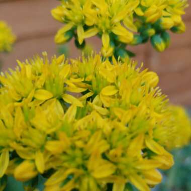 Sedum Rupestre 'Blue Spruce'