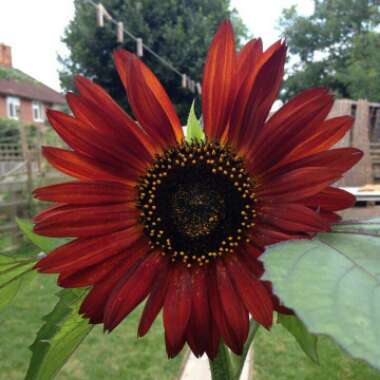 Sunflower 'Red Sun'