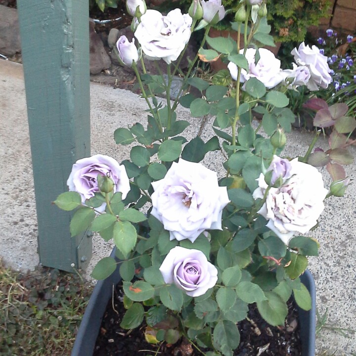 Rose 'Blue Moon' (Hybrid Tea)