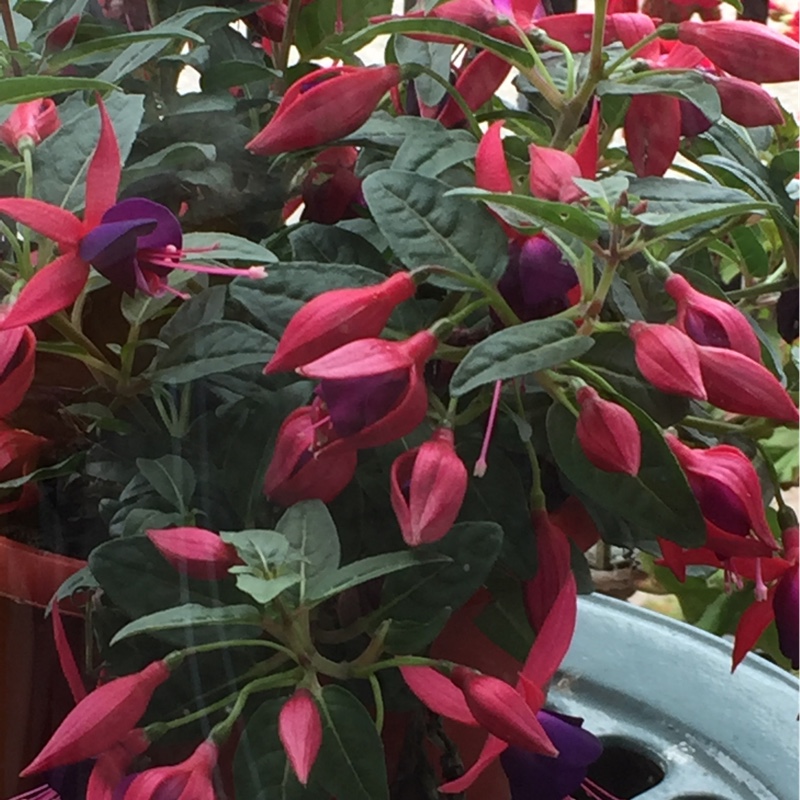 Fuchsia (Half-Hardy)