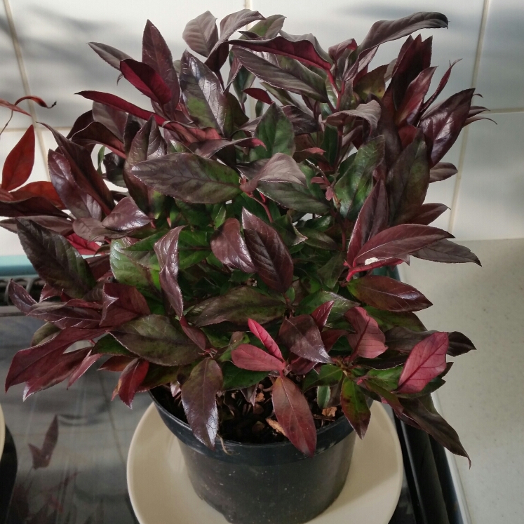 Plant image Leucothoe fontanesiana 'Zeblid'  syn. Leuthothoe 'Scarletta' ; Leuthocoe walteri 'Zeblid'