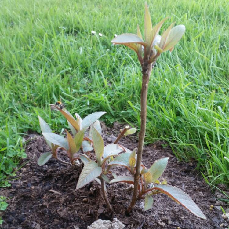 Plant image Hydrangea aspera 'Hot Chocolate'