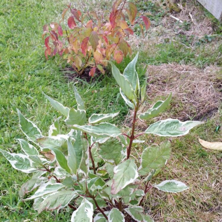 Plant image Cornus sanguinea 'Winter flame'