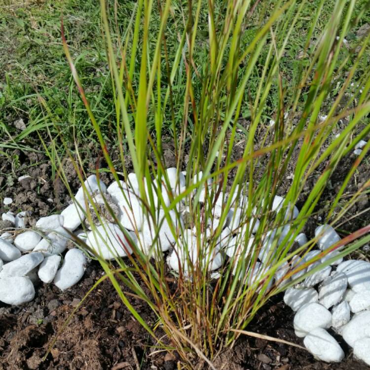 Plant image Anemanthele lessoniana syn. Stipa arundinacea