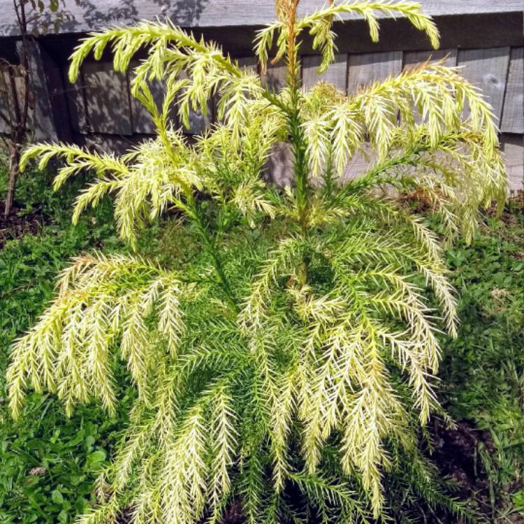 Plant image Cryptomeria japonica 'Sekkan-Sugi'