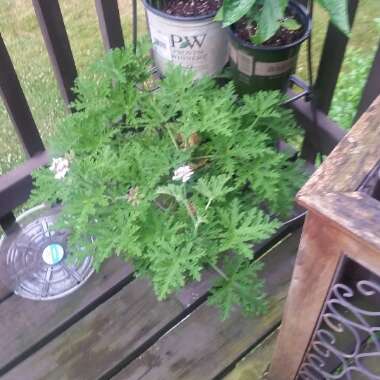 Pelargonium 'Citronella'