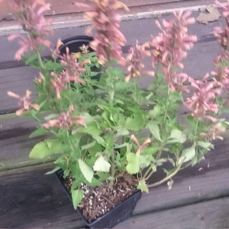 Plant image Agastache 'Mango Tango'