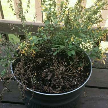 Agastache aurantiaca 'Arizona Sunset'