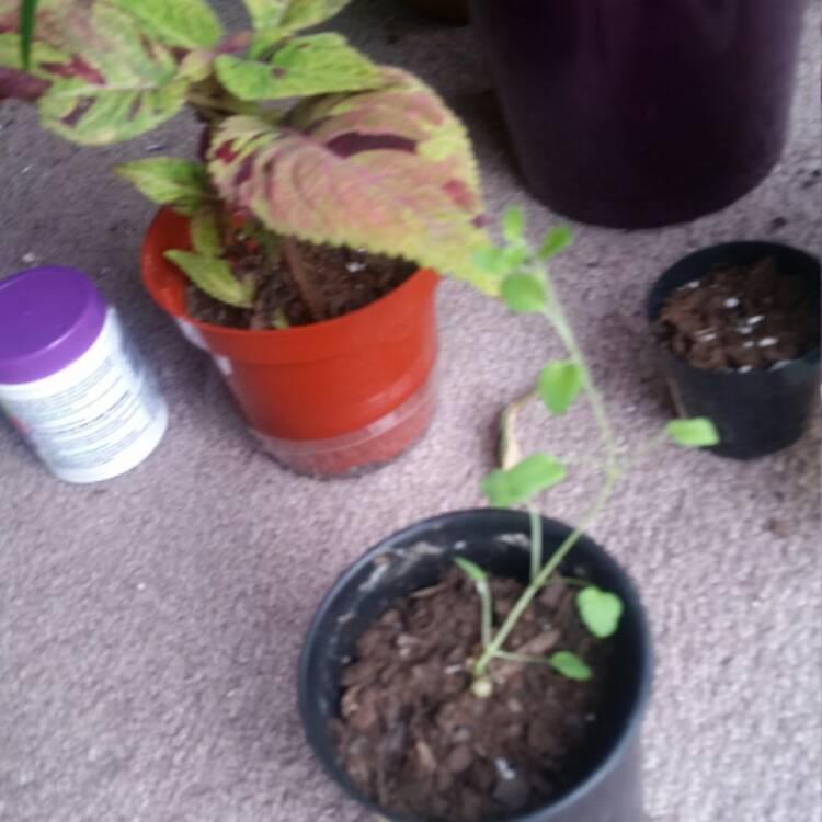 Plant image Plectranthus scutellarioides 'Scatter Splatter'