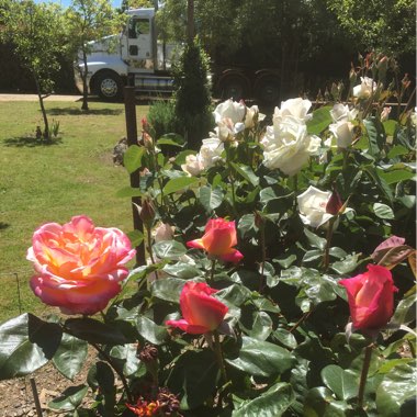 Rosa 'Meilasso' syn. Rosa 'Birthday Girl'